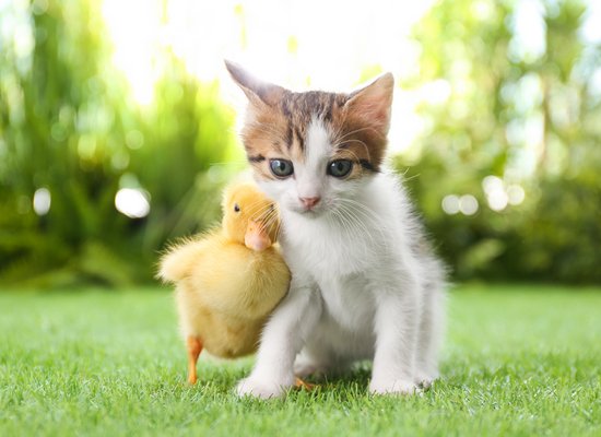 Do you know the animal?