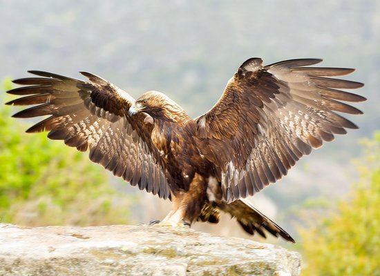 Der Steinadler
