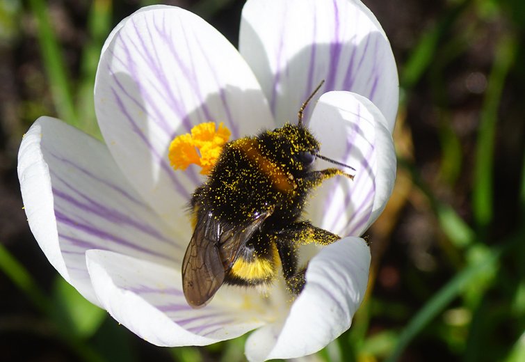 Die Hummel