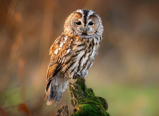Der Waldkauz