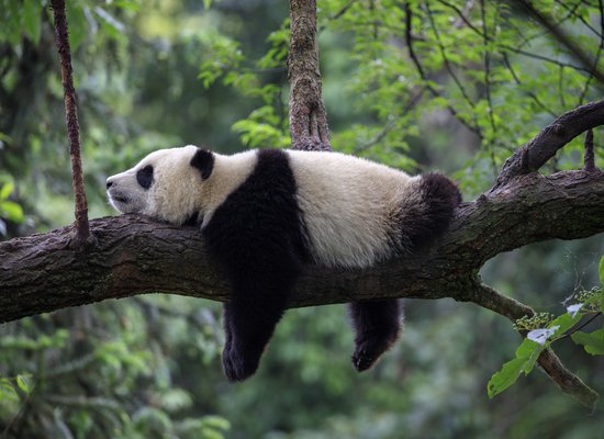 Der Große Panda