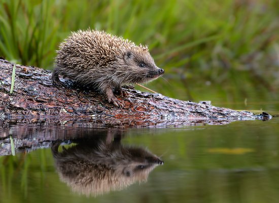 Der Igel