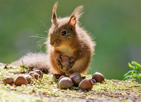 Das Eichhörnchen