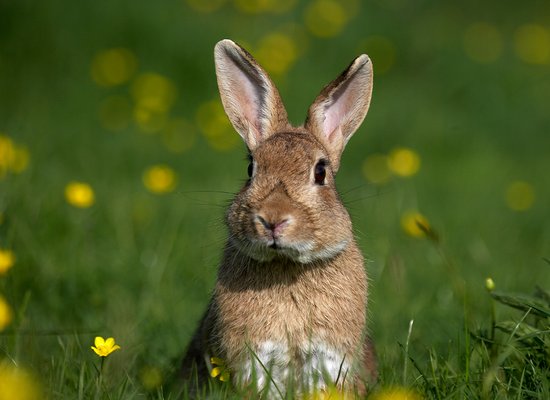 Das Wildkaninchen