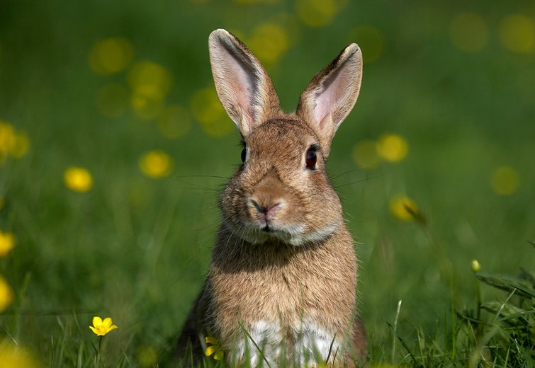 Das Wildkaninchen