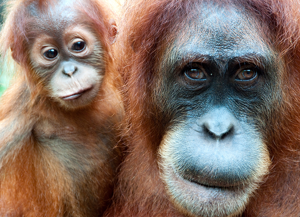 Der OrangUtan MiniSPATZdigi